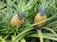 ananas
