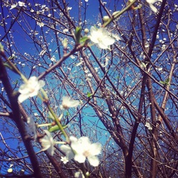 lente