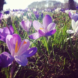 lente