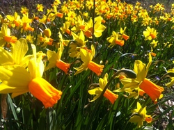 Lente