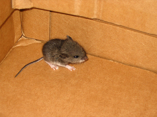 muis