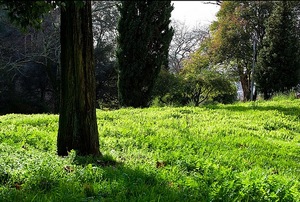 park