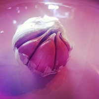 knoflook
