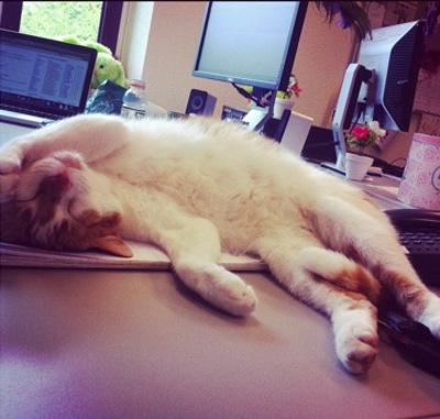 Poes