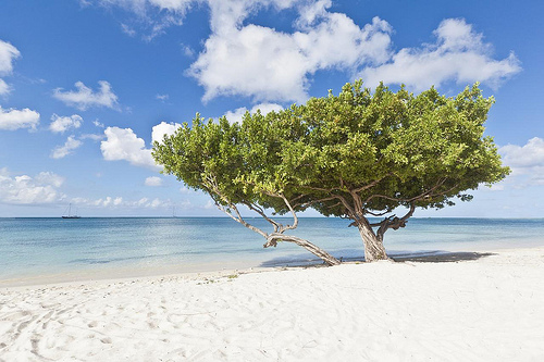 aruba