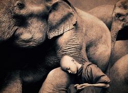 Olifant