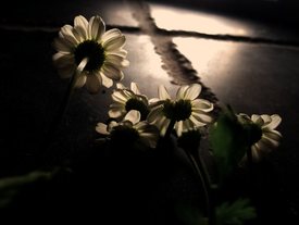 By sara